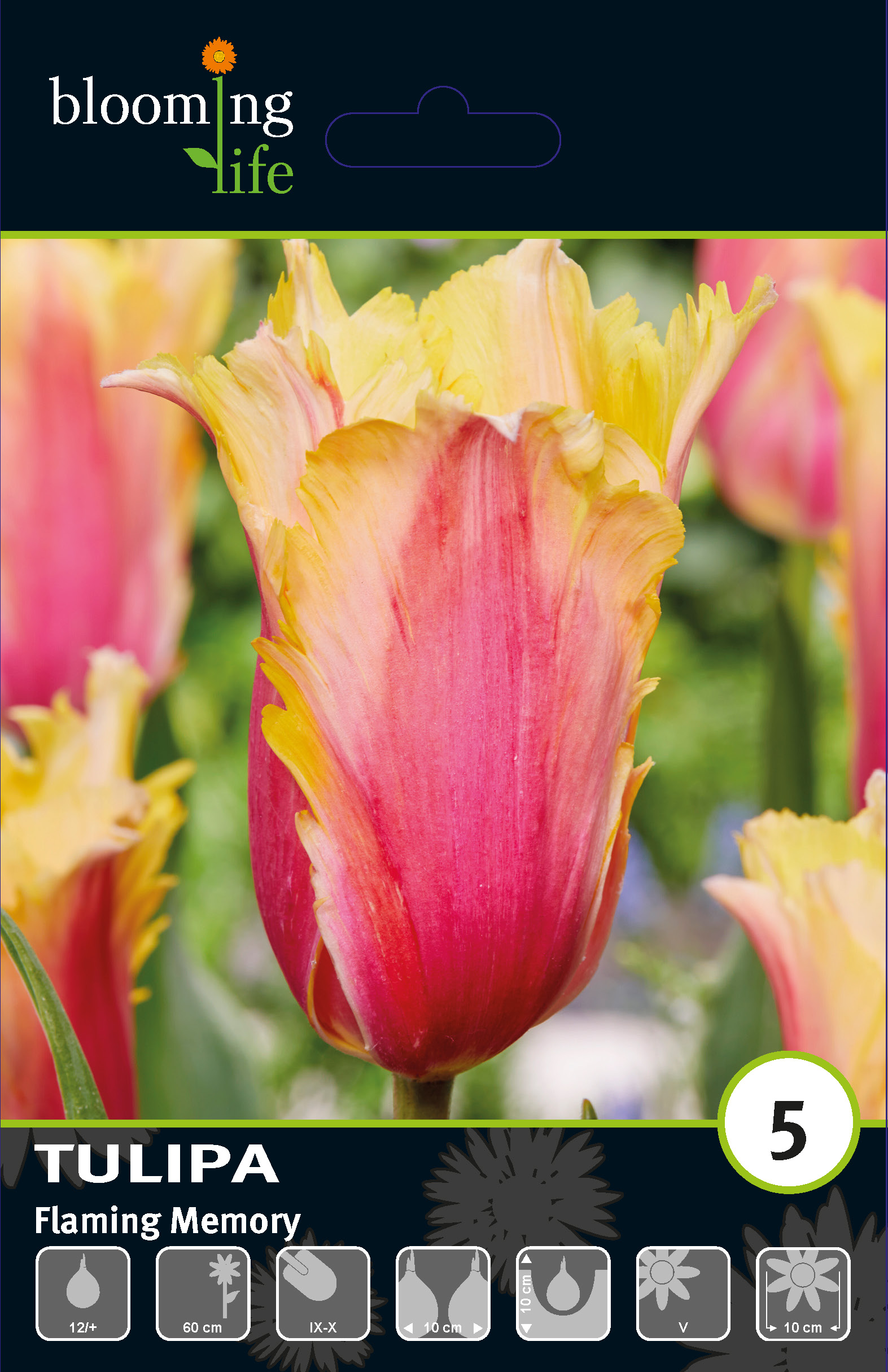 Тюльпан простой поздний Флеминг Мемори